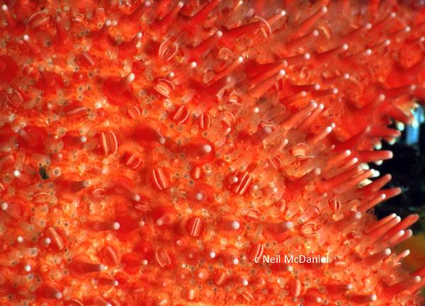 Photo of Hippasteria phrygiana by <a href="http://www.seastarsofthepacificnorthwest.info/">Neil McDaniel</a>